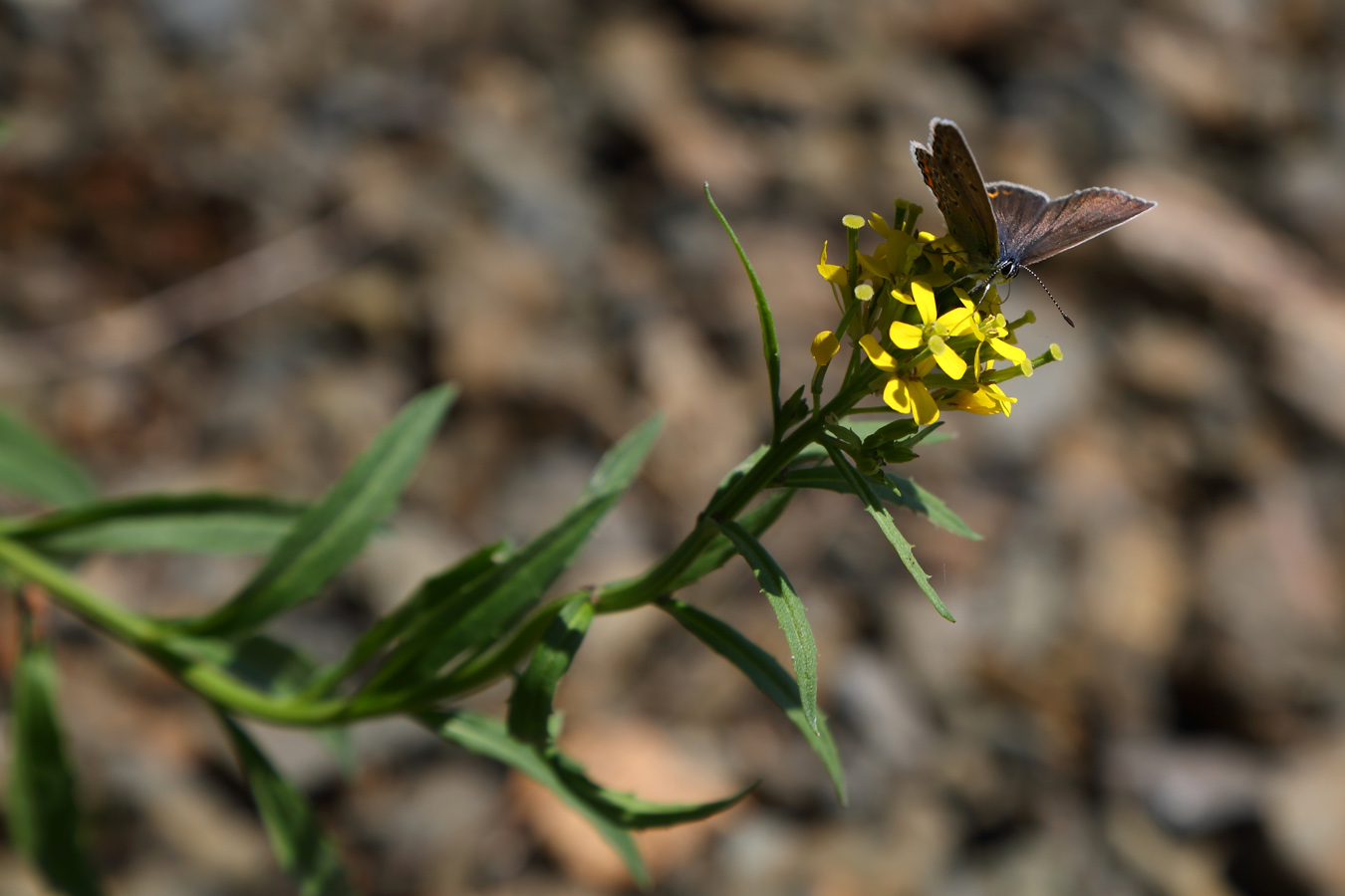 Image of Erysimum cheiranthoides specimen.