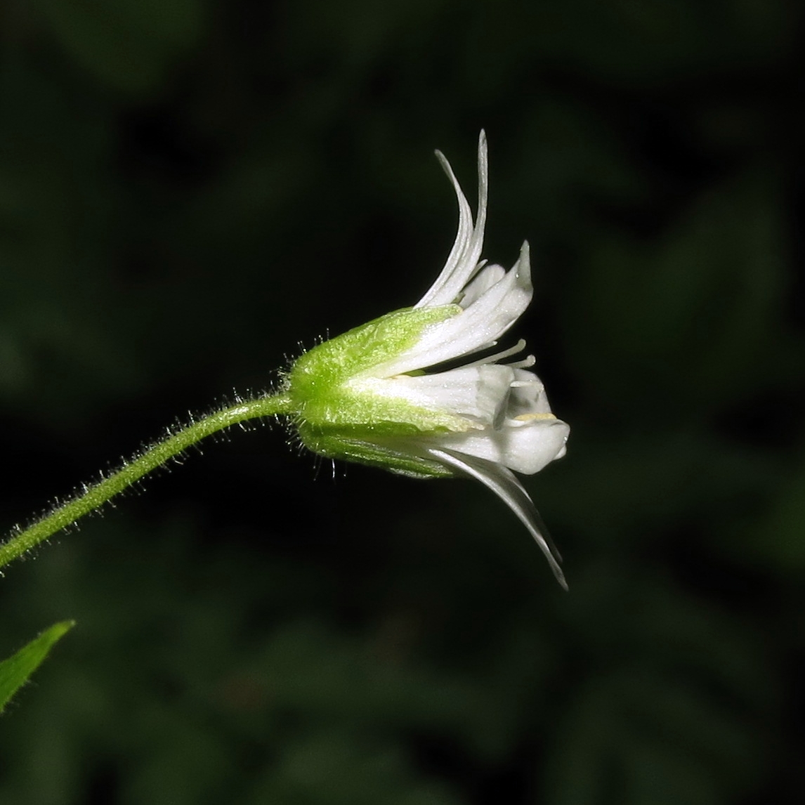 Image of Stellaria nemorum specimen.