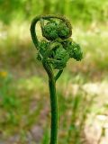 Pteridium subspecies sibiricum