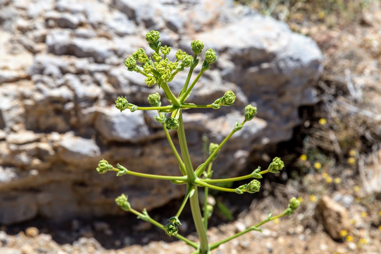 Image of Ferulago trachycarpa specimen.