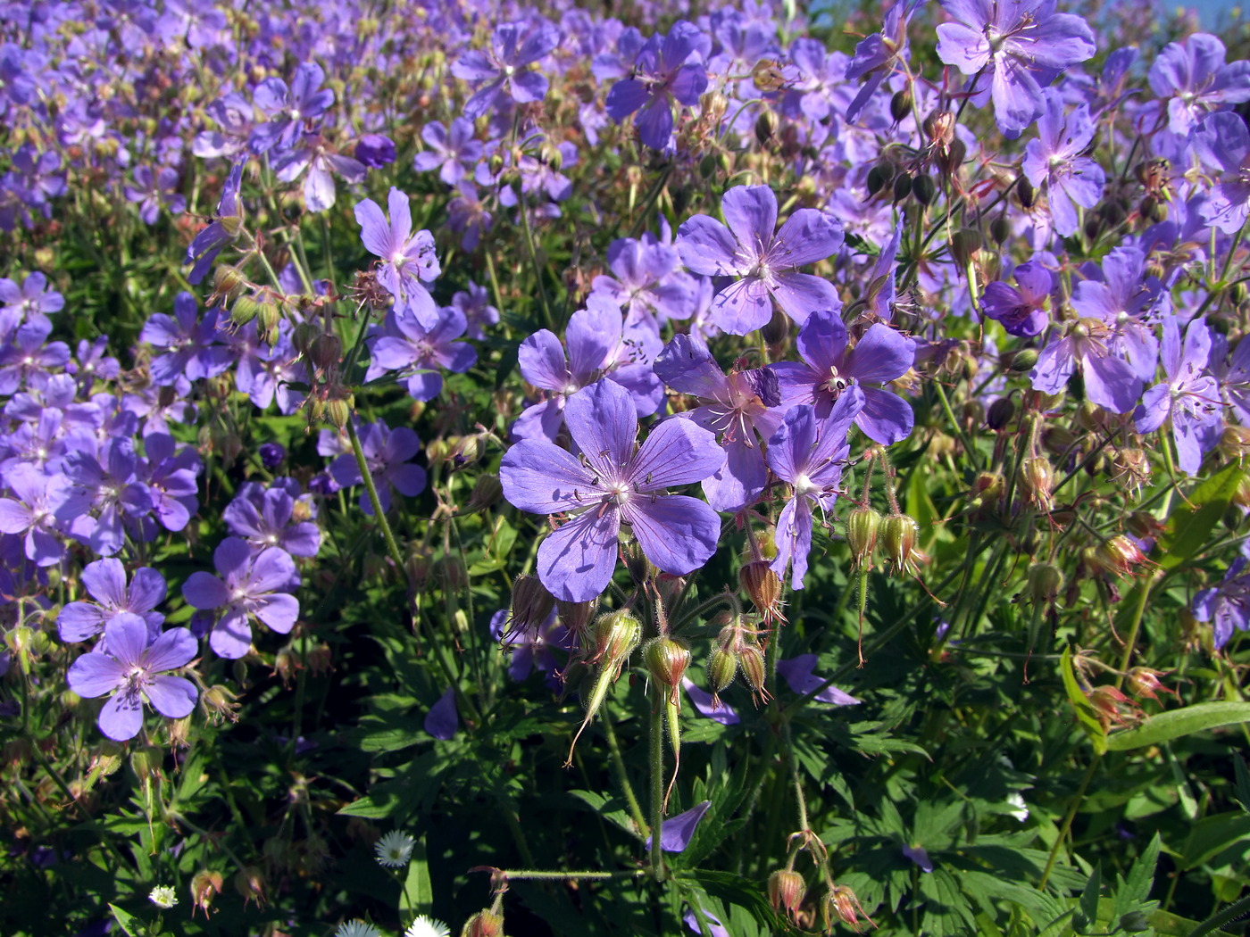 Image of Geranium pratense specimen.