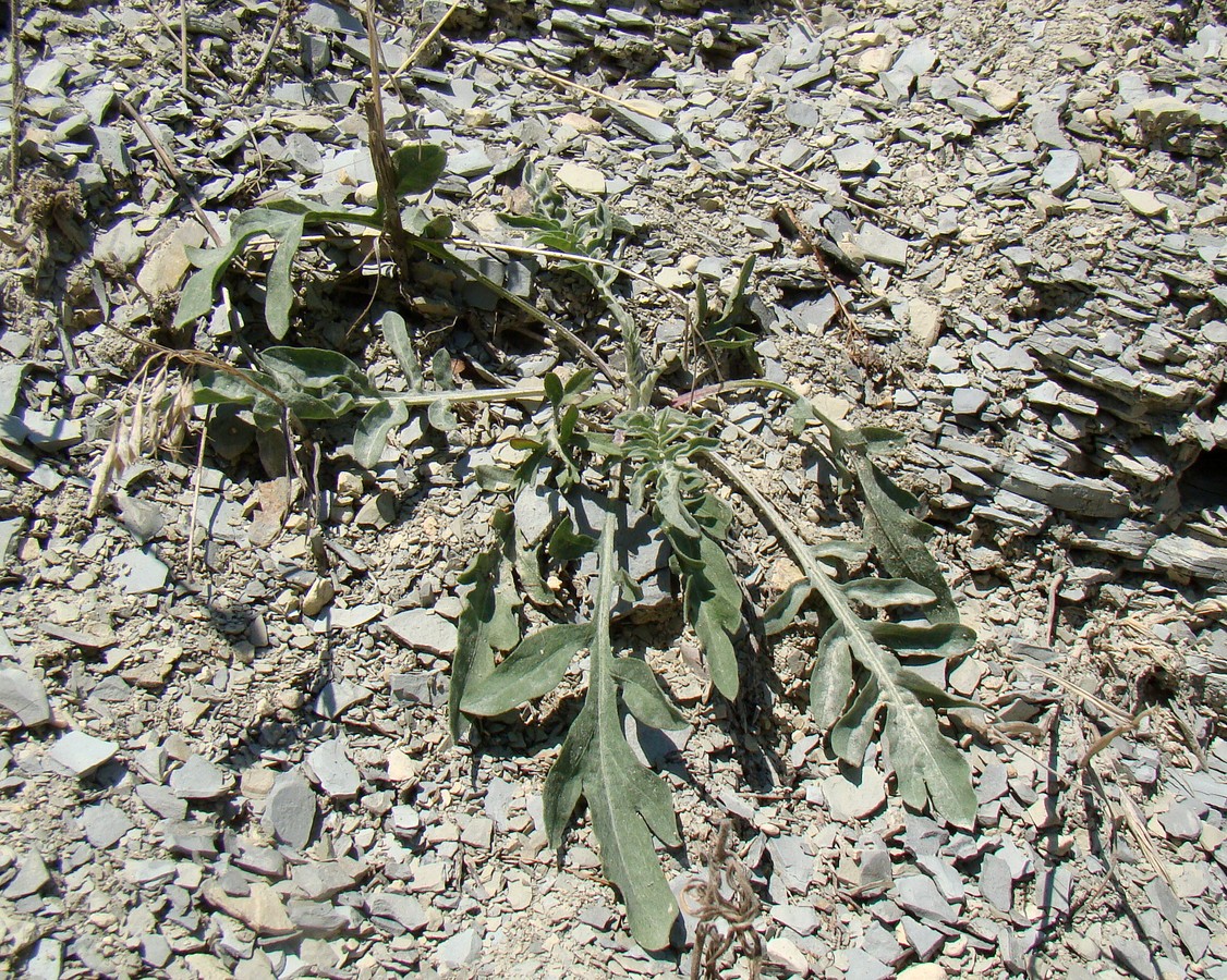 Image of Centaurea diffusa specimen.