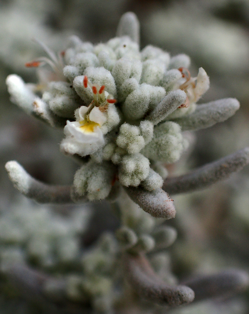 Image of Teucrium capitatum specimen.