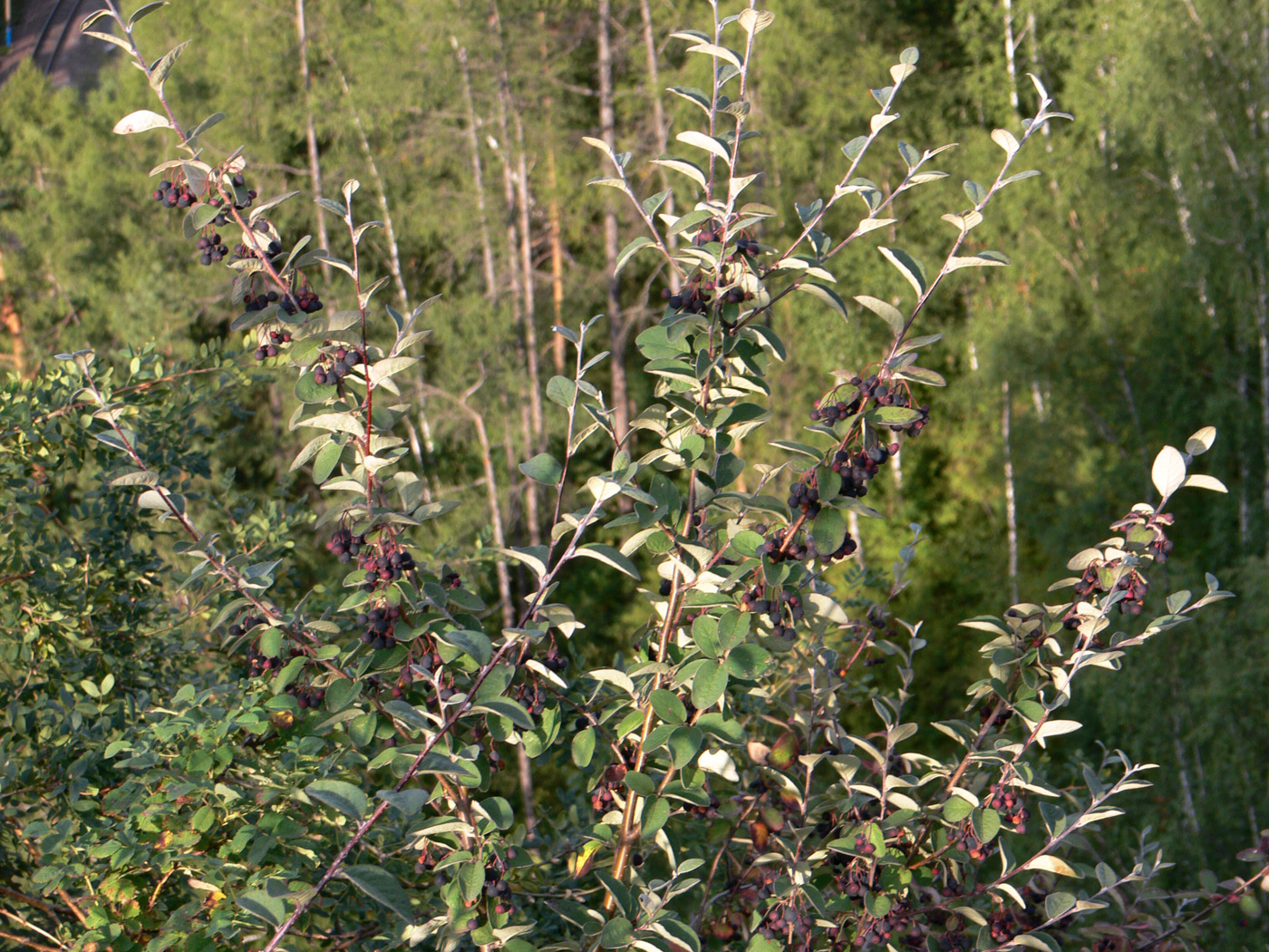 Изображение особи Cotoneaster melanocarpus.