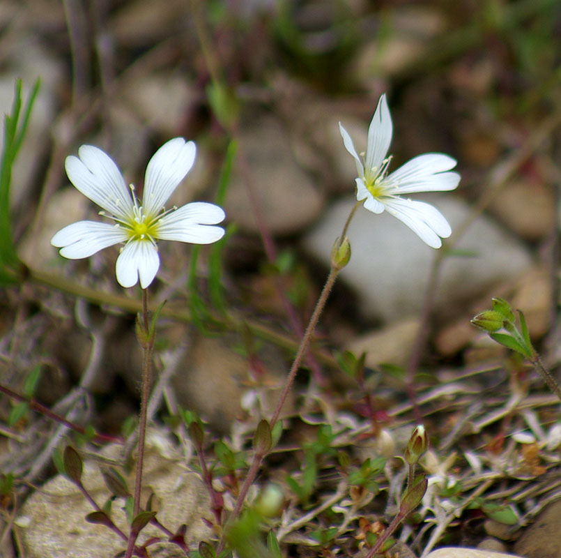 Image of Cerastium jenisejense specimen.