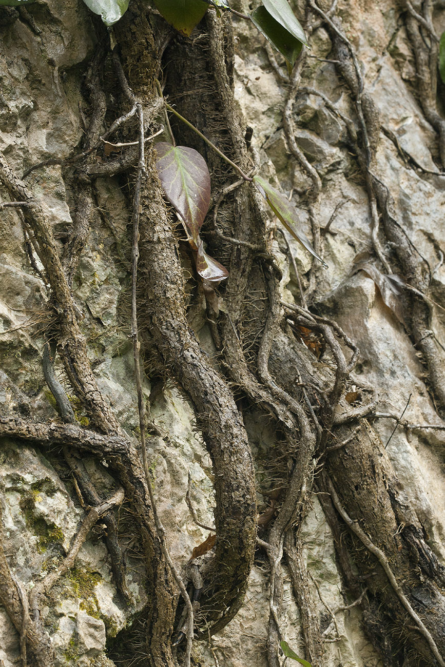 Image of Hedera colchica specimen.