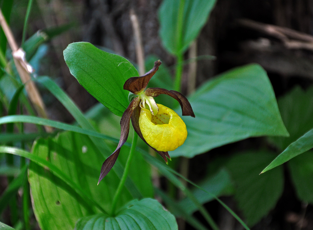 Image of Cypripedium calceolus specimen.