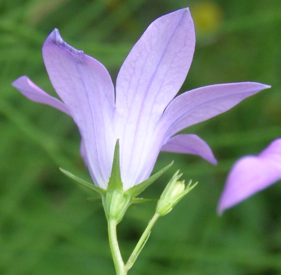 Image of Campanula patula specimen.