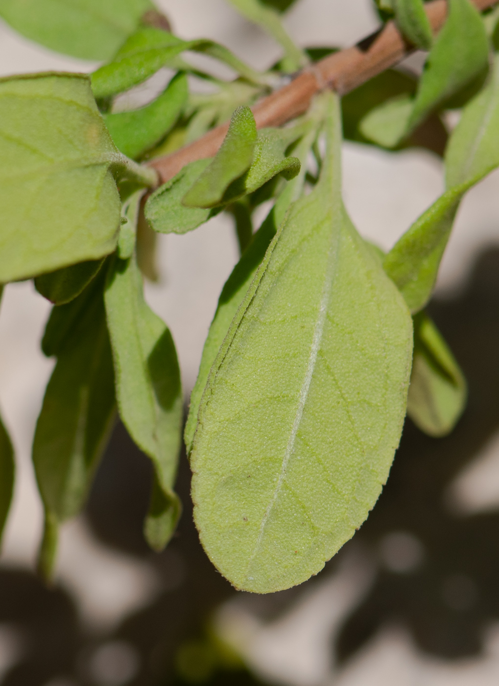 Image of Salvia greggii specimen.