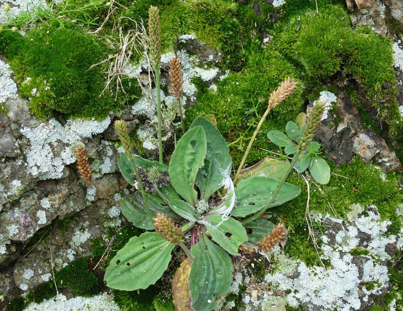 Изображение особи Plantago camtschatica.