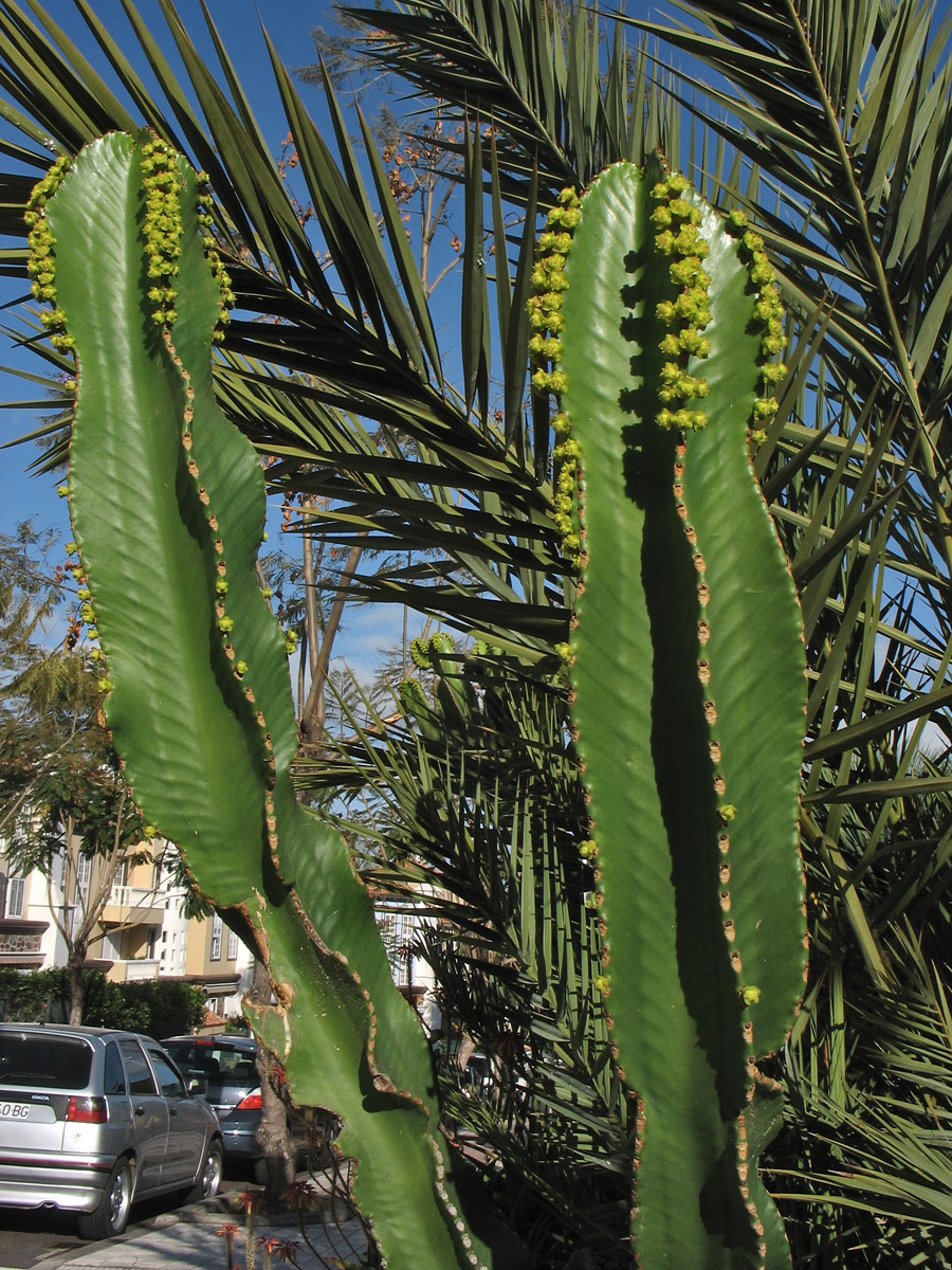 Image of Euphorbia ingens specimen.