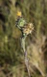 Centaurea melitensis. Верхушка побега с соцветием и соплодием. Испания, автономное сообщество Каталония, провинция Жирона, комарка Альт Эмпорда, муниципалитет Росас, мыс Норфеу, на каменистом субстрате среди кустарников. 01.06.2019.