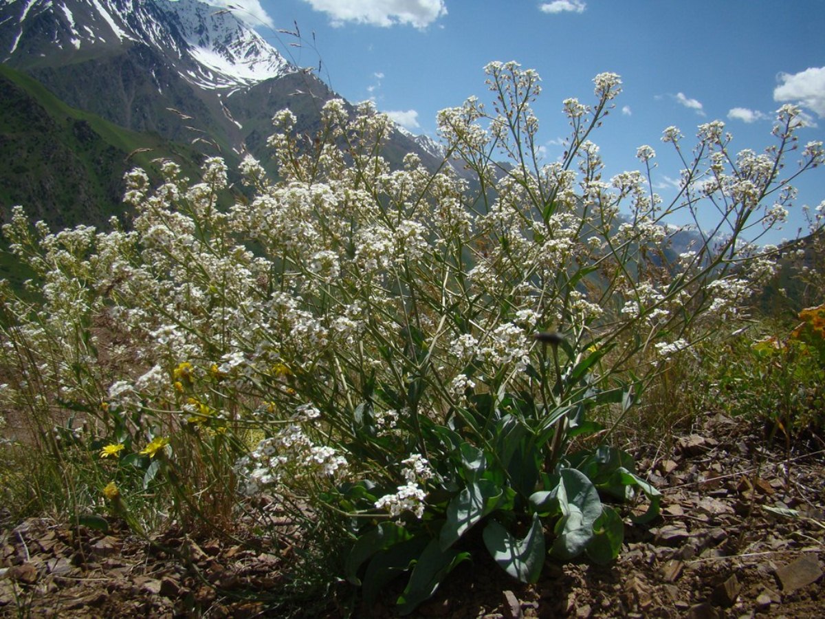 Изображение особи Stubendorffia pterocarpa.