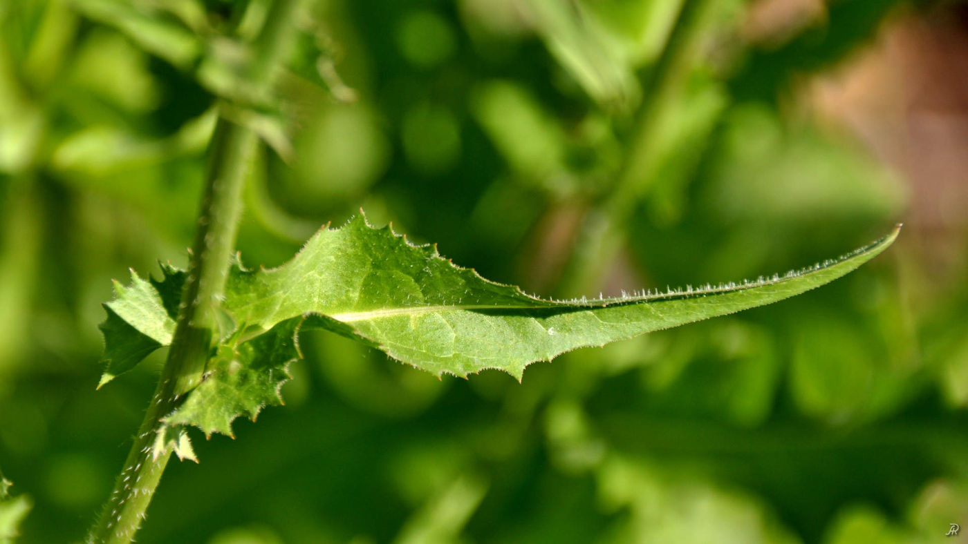 Image of Cichorium intybus specimen.