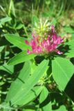 Trifolium medium