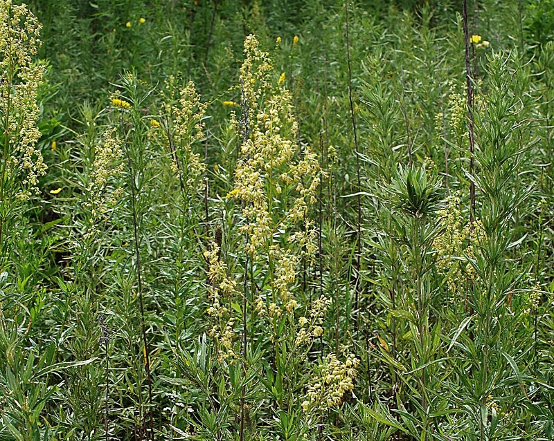 Image of Thalictrum amurense specimen.