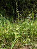 Epipactis helleborine. Цветущее растение в сообществе с Melampyrum nemorosum. Тверская обл., Кимрский р-н, смешанный лес, возле лесной дороги. 05.07.2020.