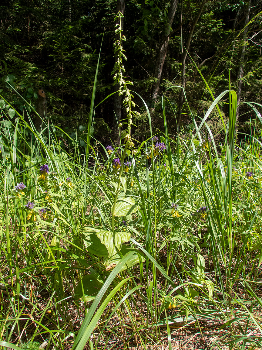 Изображение особи Epipactis helleborine.