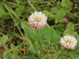 Trifolium hybridum. Верхушка цветущего растения. Костромская обл., Кологривский р-н, окр. заброшенной деревни Козлово, заросший травой участок на месте вырубки. 28 августа 2020 г.