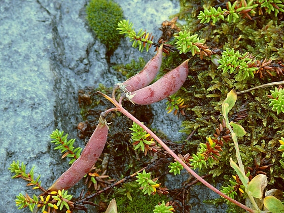 Изображение особи Lathyrus japonicus ssp. pubescens.