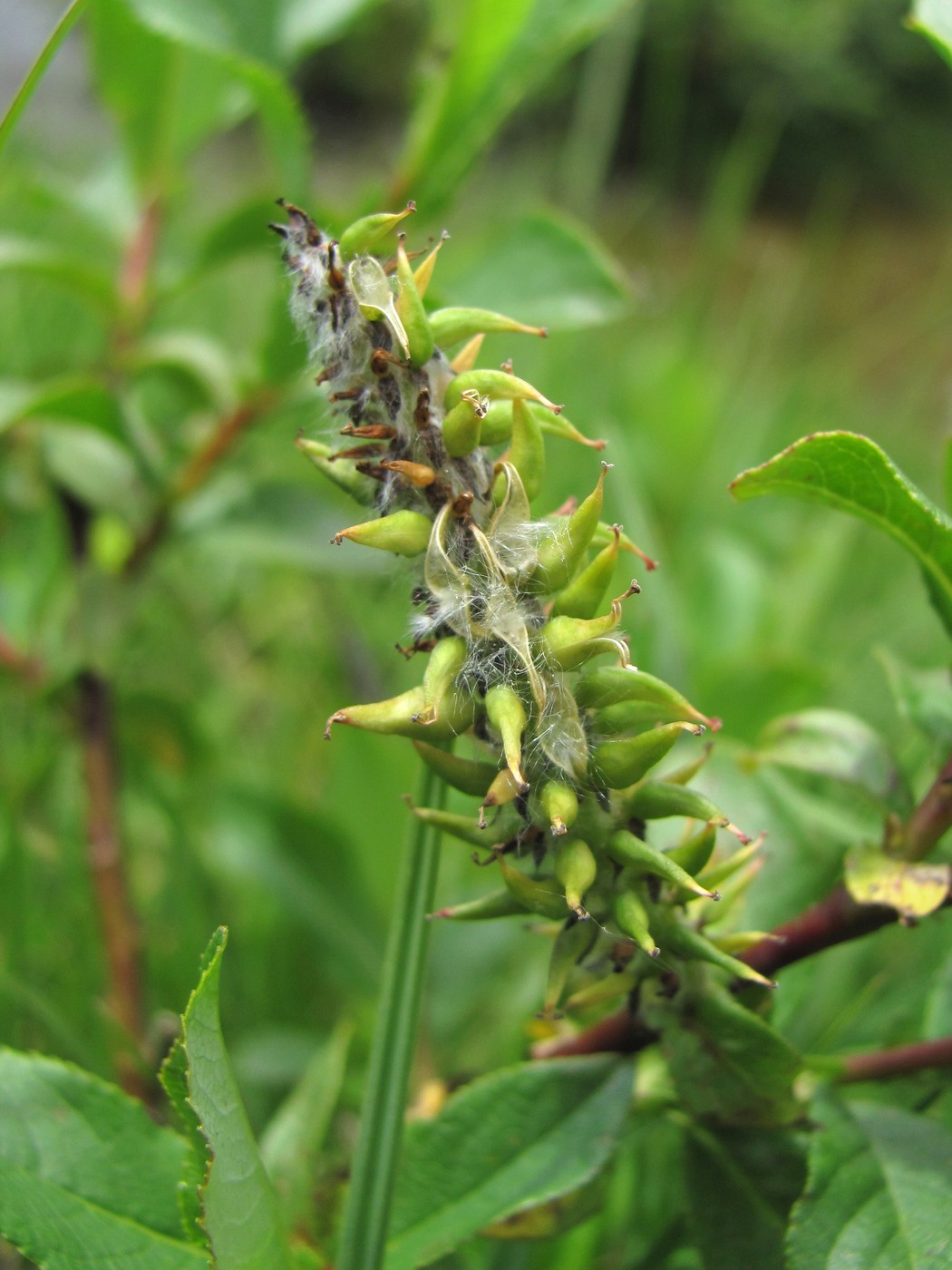 Image of Salix caucasica specimen.