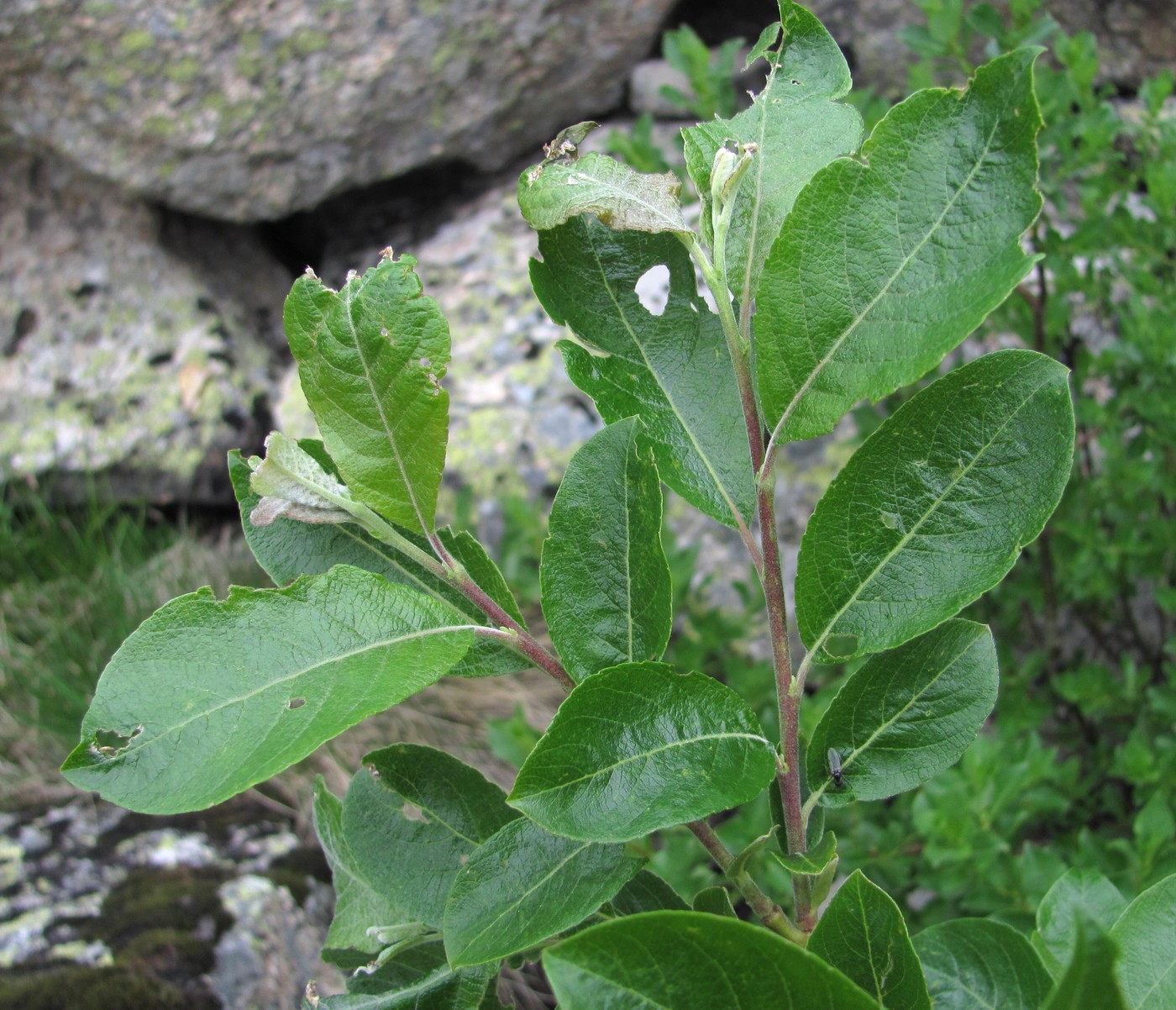 Image of Salix caprea specimen.