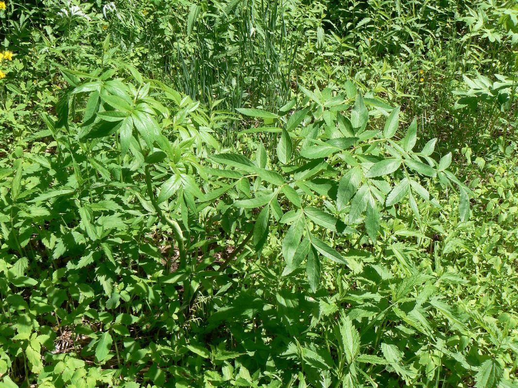 Image of genus Angelica specimen.