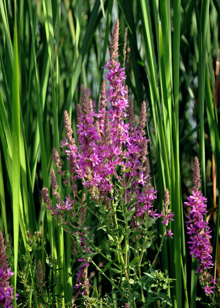 Изображение особи Lythrum salicaria.