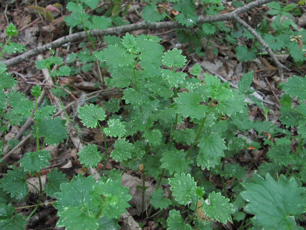 Изображение особи Glechoma hederacea.