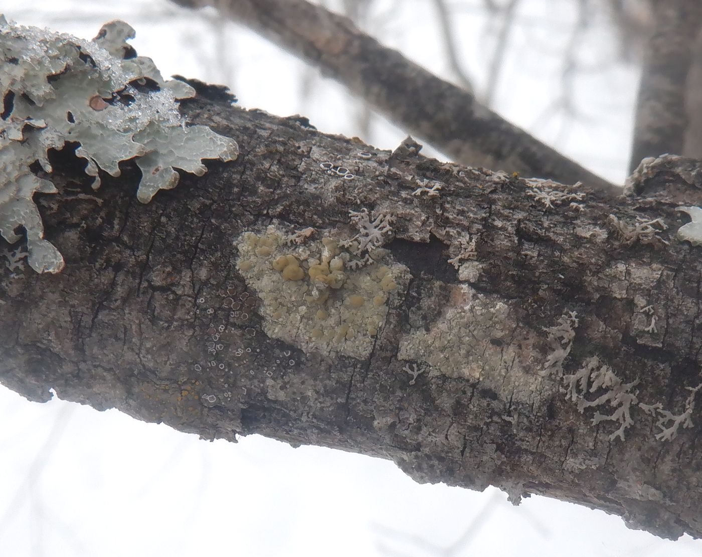 Изображение особи Lecanora symmicta.