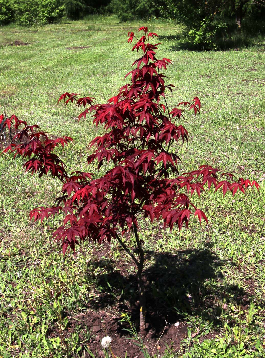 Image of Acer palmatum specimen.