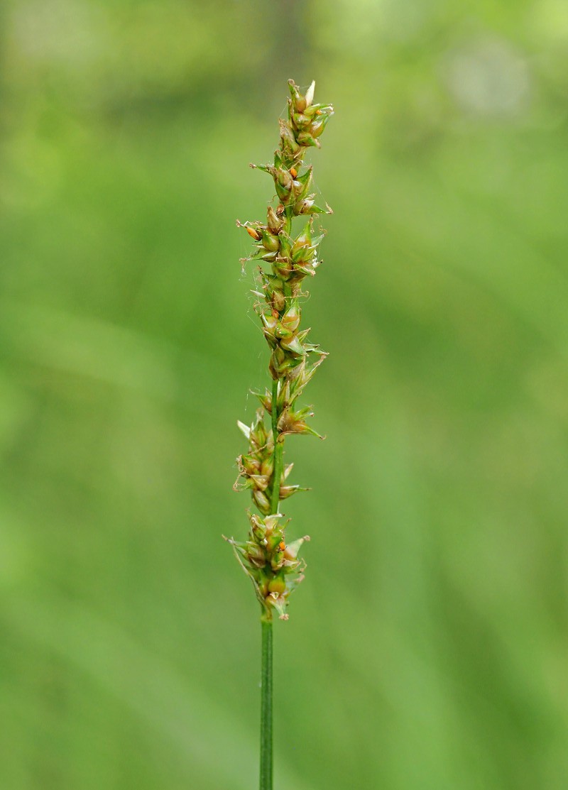 Изображение особи Carex diandra.