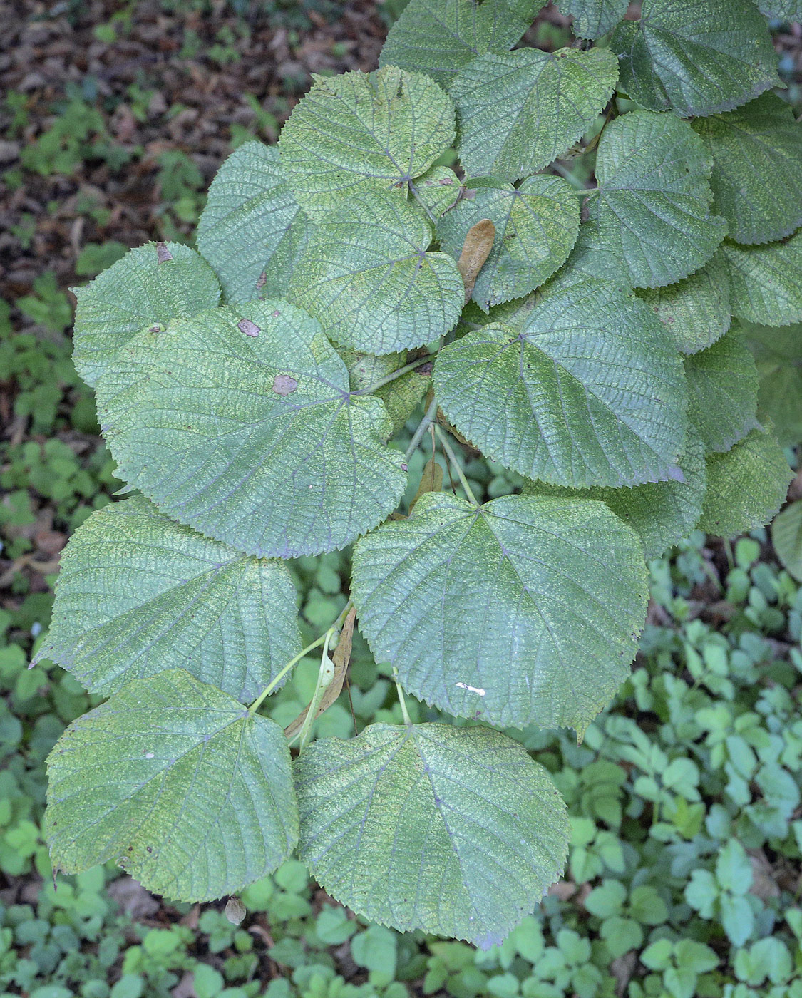 Image of Tilia platyphyllos specimen.