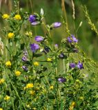 Campanula trachelium