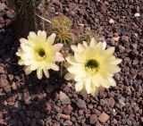 genus Echinopsis