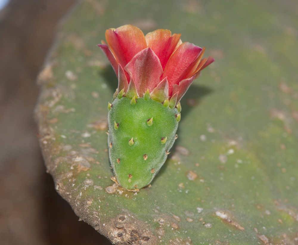 Изображение особи Opuntia tomentosa.