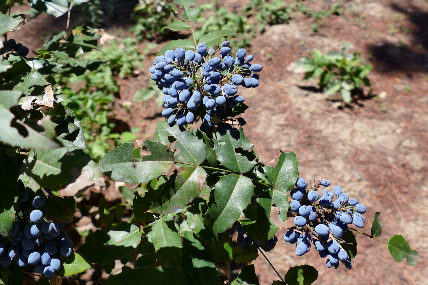 Изображение особи Mahonia aquifolium.