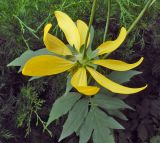 Rudbeckia laciniata