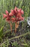 Orobanche alba subspecies xanthostigma