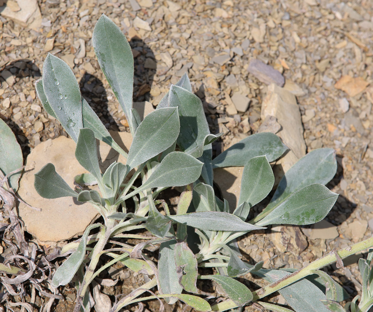 Image of Onosma sericea specimen.