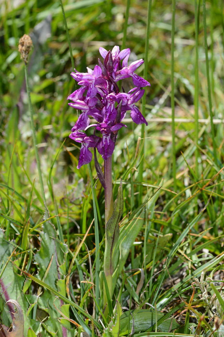 Изображение особи Dactylorhiza umbrosa.