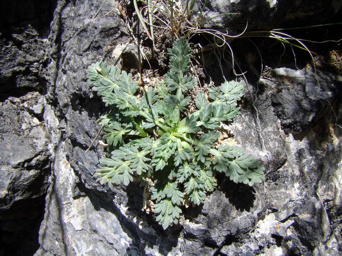 Image of Seseli alaicum specimen.