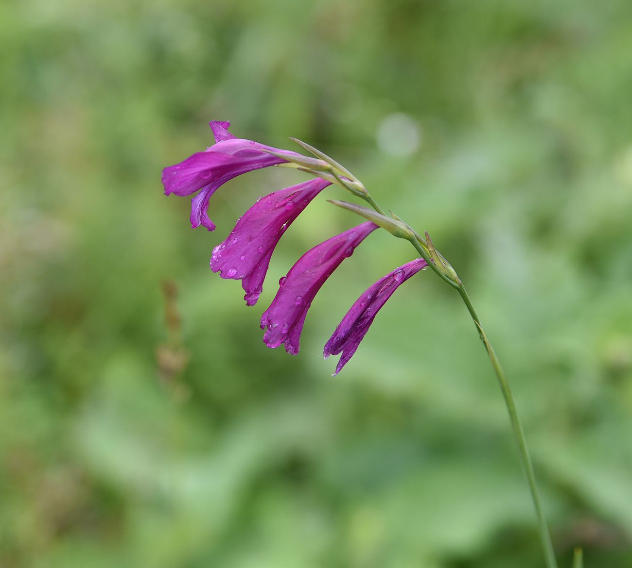 Изображение особи Gladiolus tenuis.