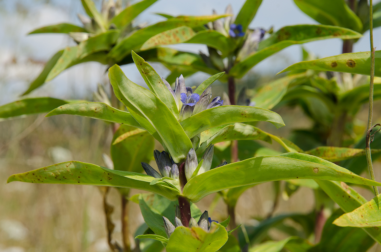 Image of Gentiana cruciata specimen.