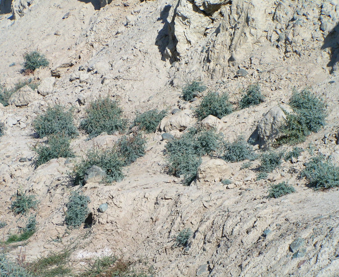 Image of Corydalis stricta specimen.