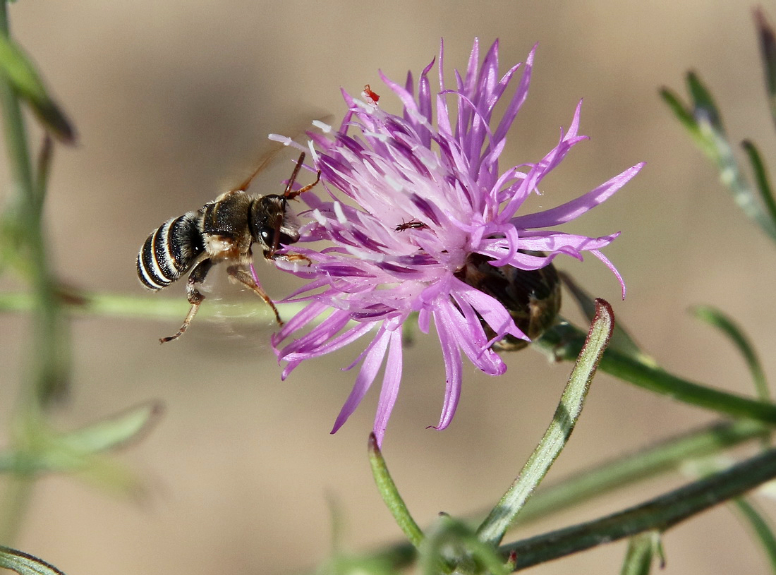 Изображение особи Centaurea odessana.