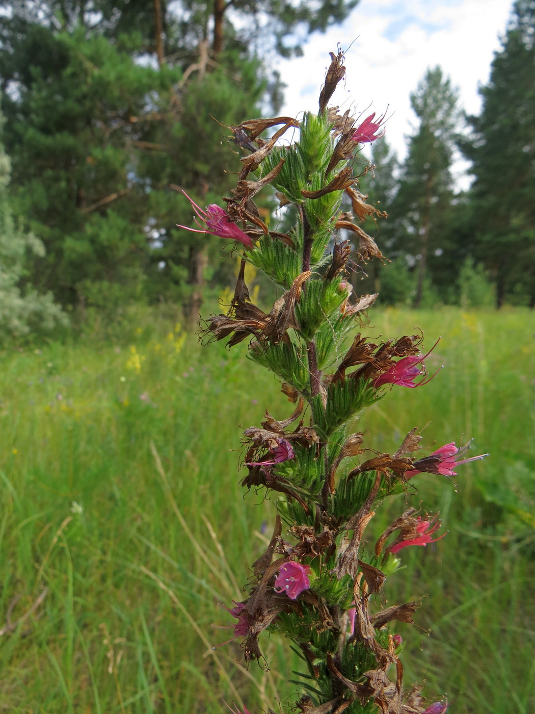 Изображение особи Echium russicum.