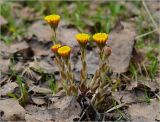 Tussilago farfara