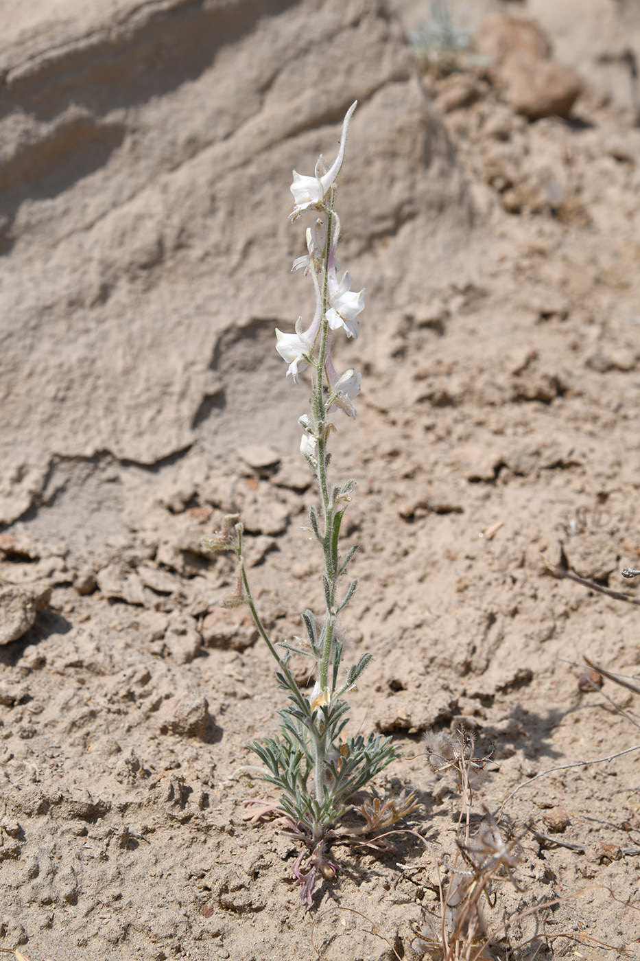 Image of Delphinium leptocarpum specimen.