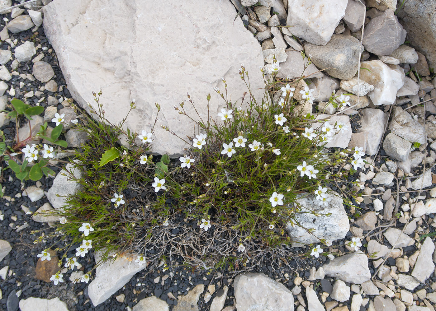 Image of Minuartia oreina specimen.